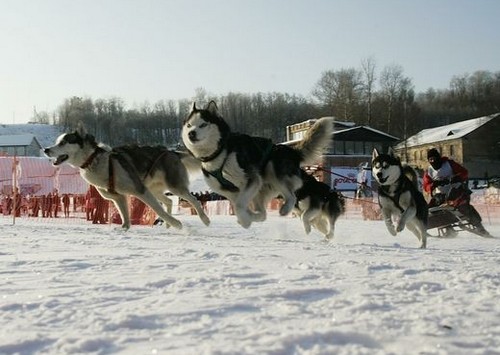 http://national-travel.ru/images/sobachi-gonki.jpg